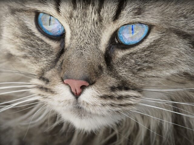 chat tigre