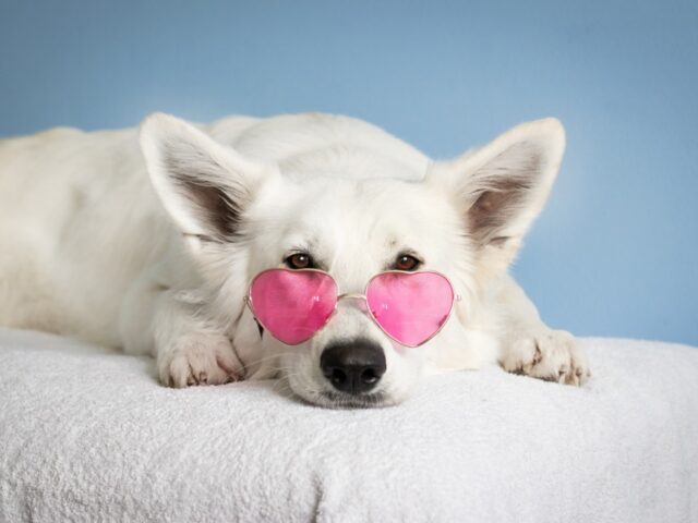 chien animaux compagnie