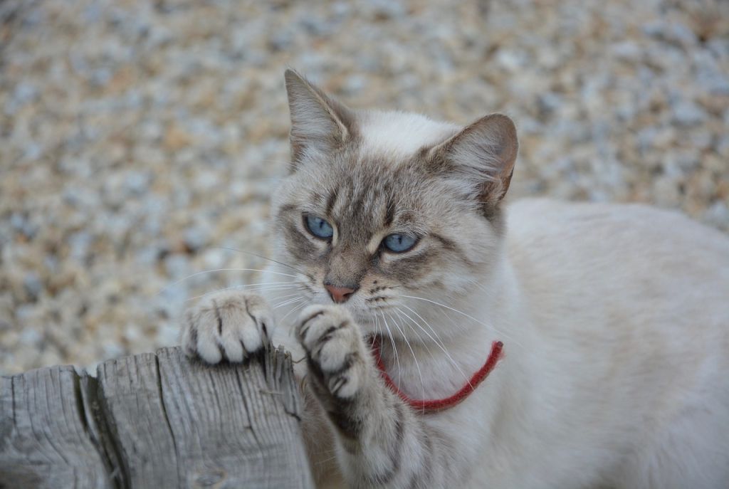 Mon chat fait ses griffes sur mes meubles : que faire
