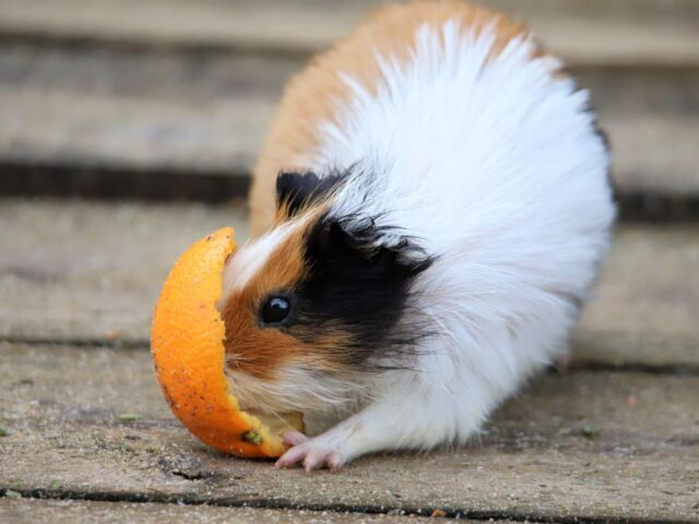 Cochon d'Inde